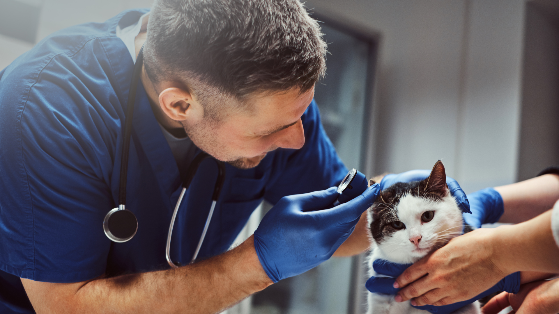 Mestrado em Medicina Interna de Animais de Companhia