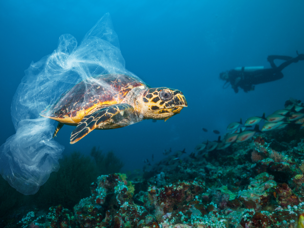 Challenges and Preservation of Marine Ecosystems - EUVG