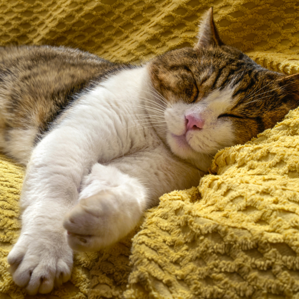 Formação Avançada Modular de Medicina Felina