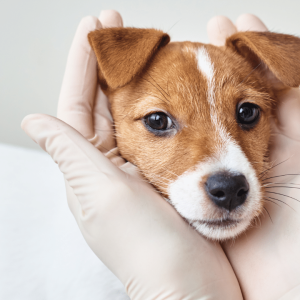 Neurologia 4ª Edição