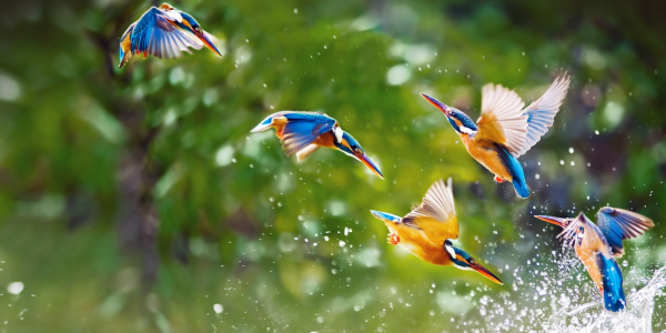 Single-module course: WILDLIFE CONSERVATION MEDICINE - BIRDS
