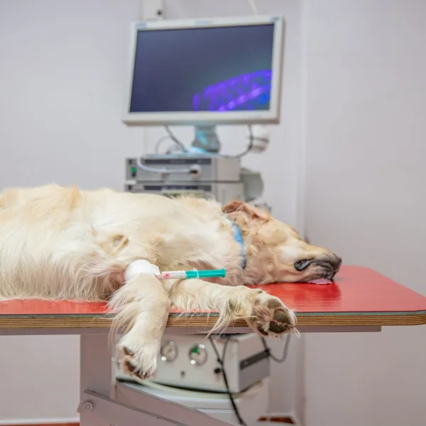 Medicina de Urgência e Cuidados Intensivos