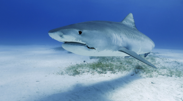 Single-module course: WILDLIFE CONSERVATION MEDICINE - MARINE ANIMALS