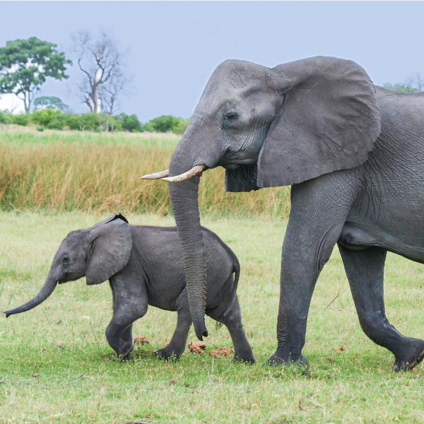Single-module course: WILDLIFE CONSERVATION MEDICINE - MAMMALS