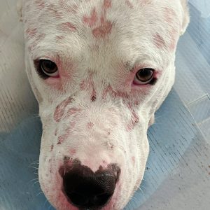 Atualizações na Abordagem Clínica em Imunoalergologia de Animais Companhia