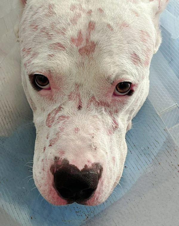 Atualizações na Abordagem Clínica em Imunoalergologia de Animais Companhia
