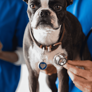 Cardiologia e Sistema Respiratório 4ª edi