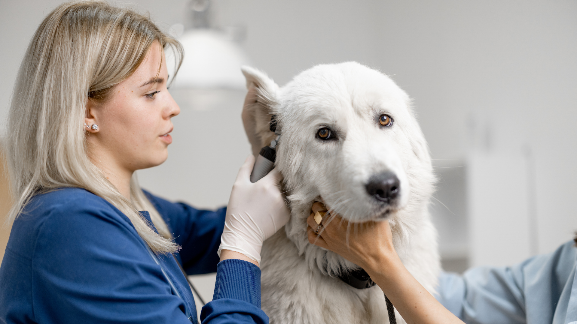 Pós-Graduação em Medicina Interna de Animais de Companhia