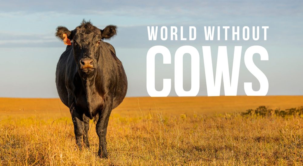 World Without Cows_Main Image_Press Kit 1 World Without Cows_Main Image_Press Kit 1